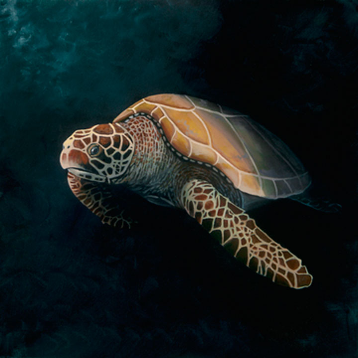Green Sea Turtle (Oil)